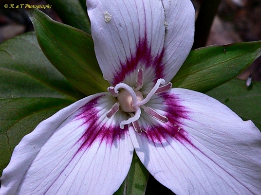 {Trillium undulatum}
